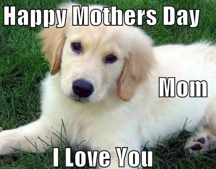 happy dog mom day meme