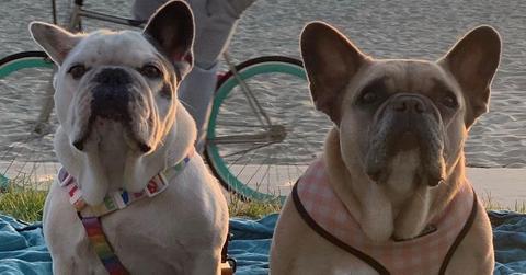 Lady Gaga's dogs