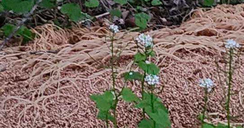 What's Up With the Pasta Dumped in the Woods in New Jersey?