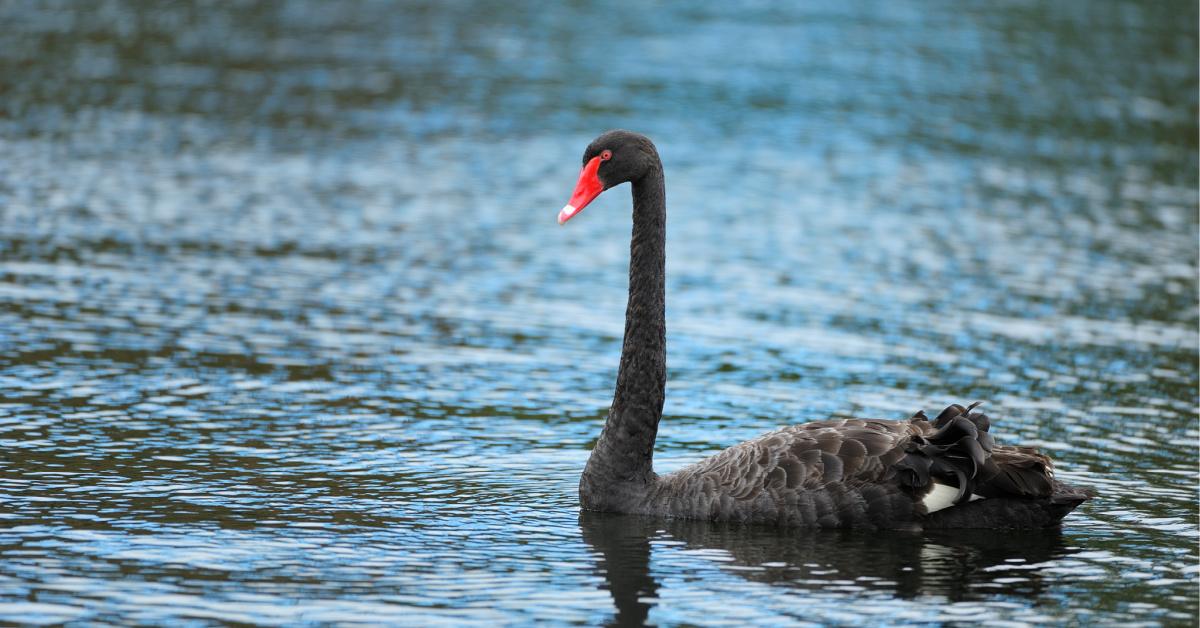 black swan event example