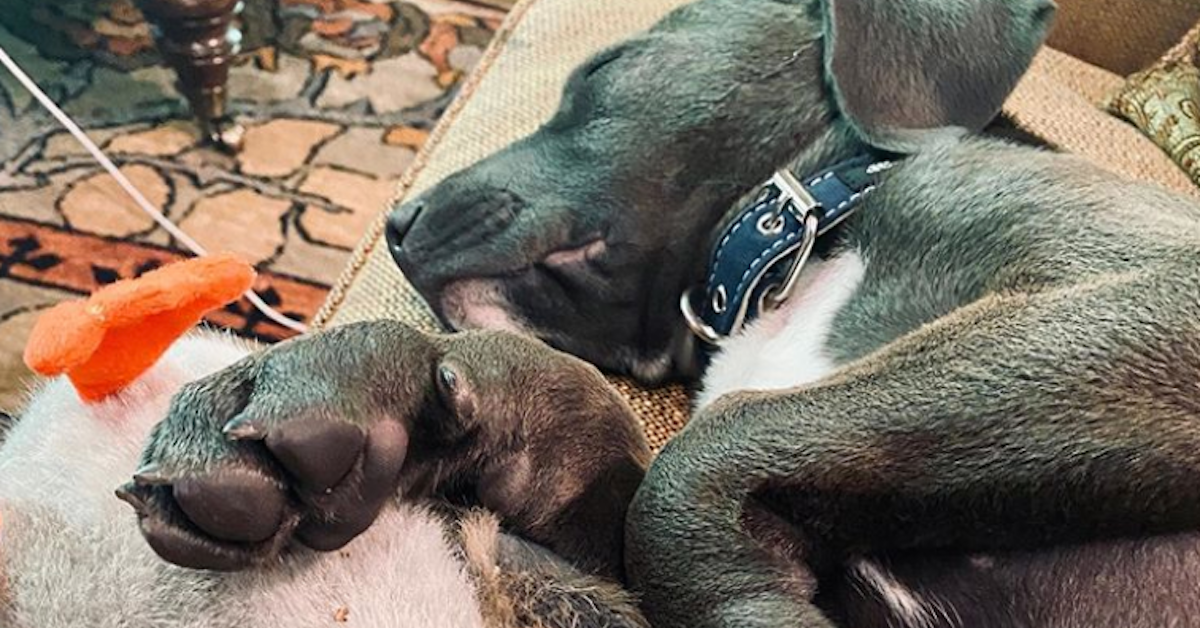 Rachael Ray s New Puppy Bella Boo Is an Adorable Quarantine Hero