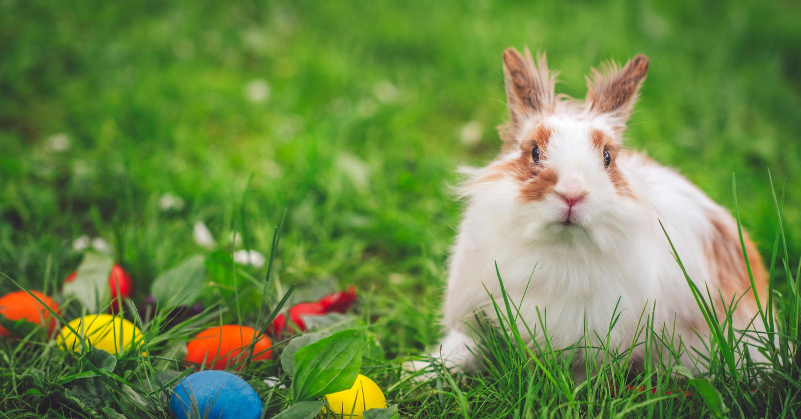 20 funny easter quotes to celebrate with friends and family this year