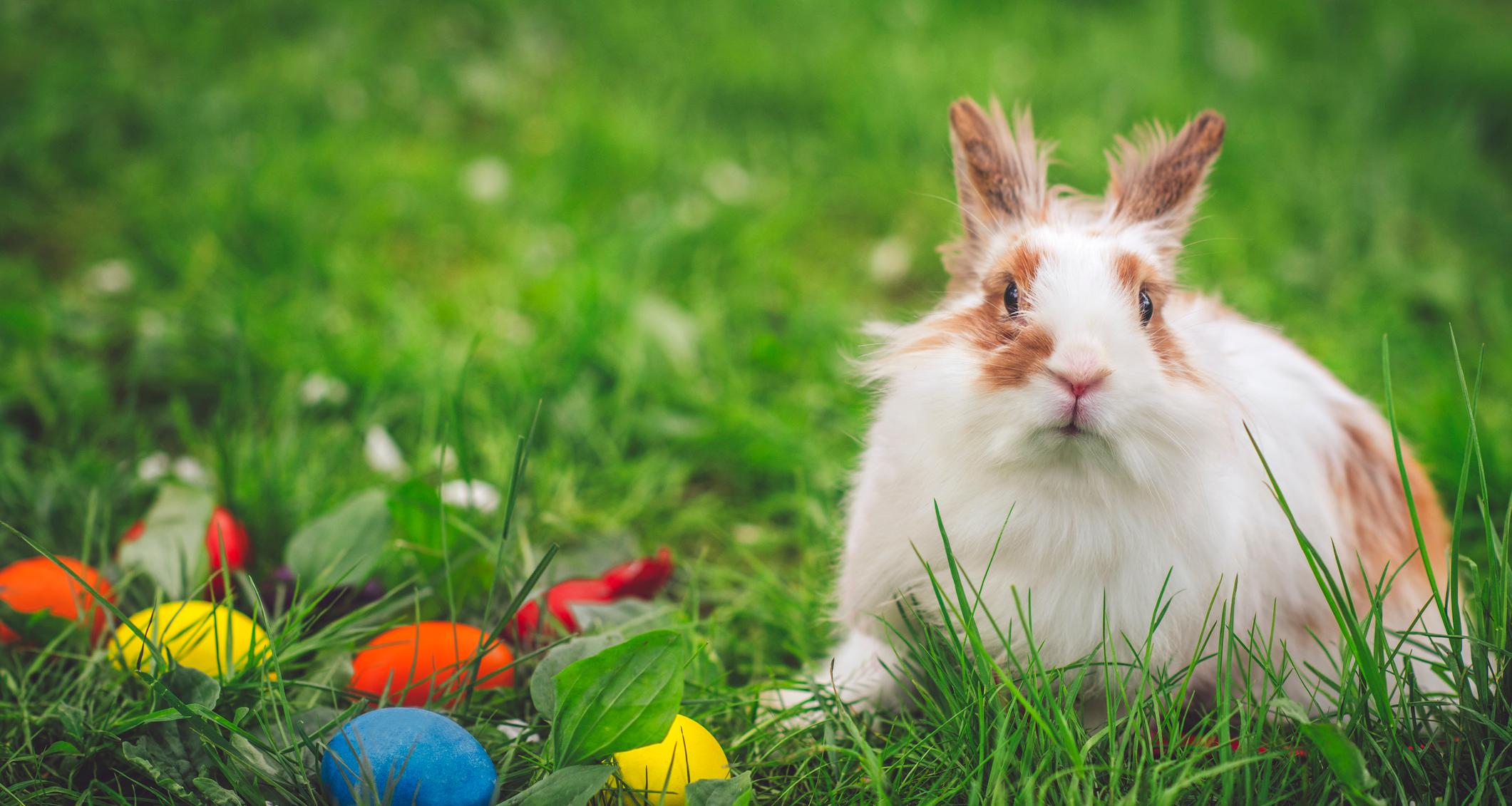 20-funny-easter-quotes-to-celebrate-with-friends-and-family-this-year