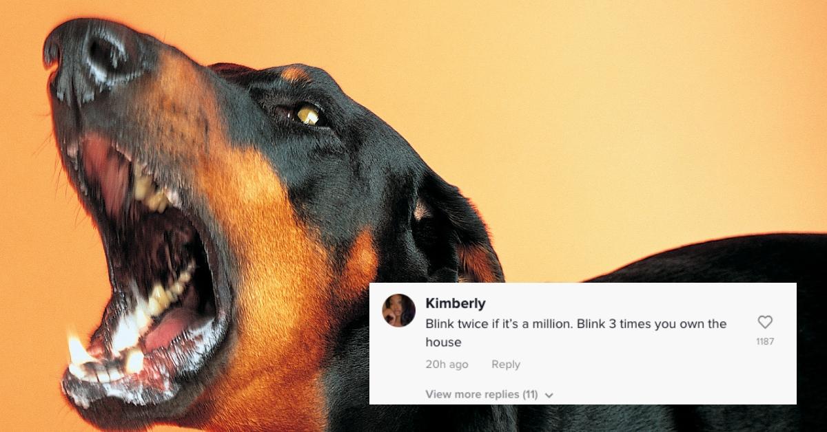vicious dog barks in front of orange background