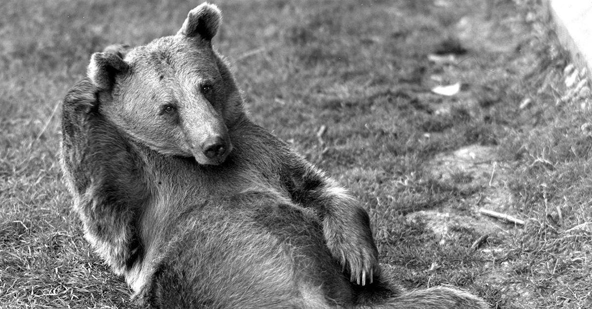 A bear with one paw up by its ear on its back. 