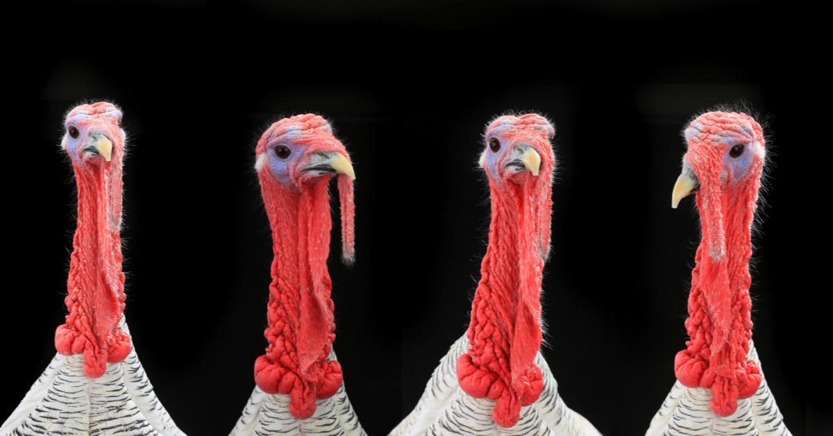 What Do Turkey Eggs Look Like? And Why Don’t We Eat Them?