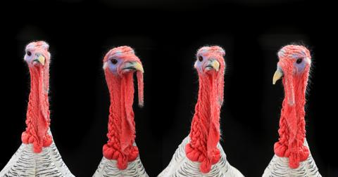 what-do-turkey-eggs-look-like-1574796237217.jpg