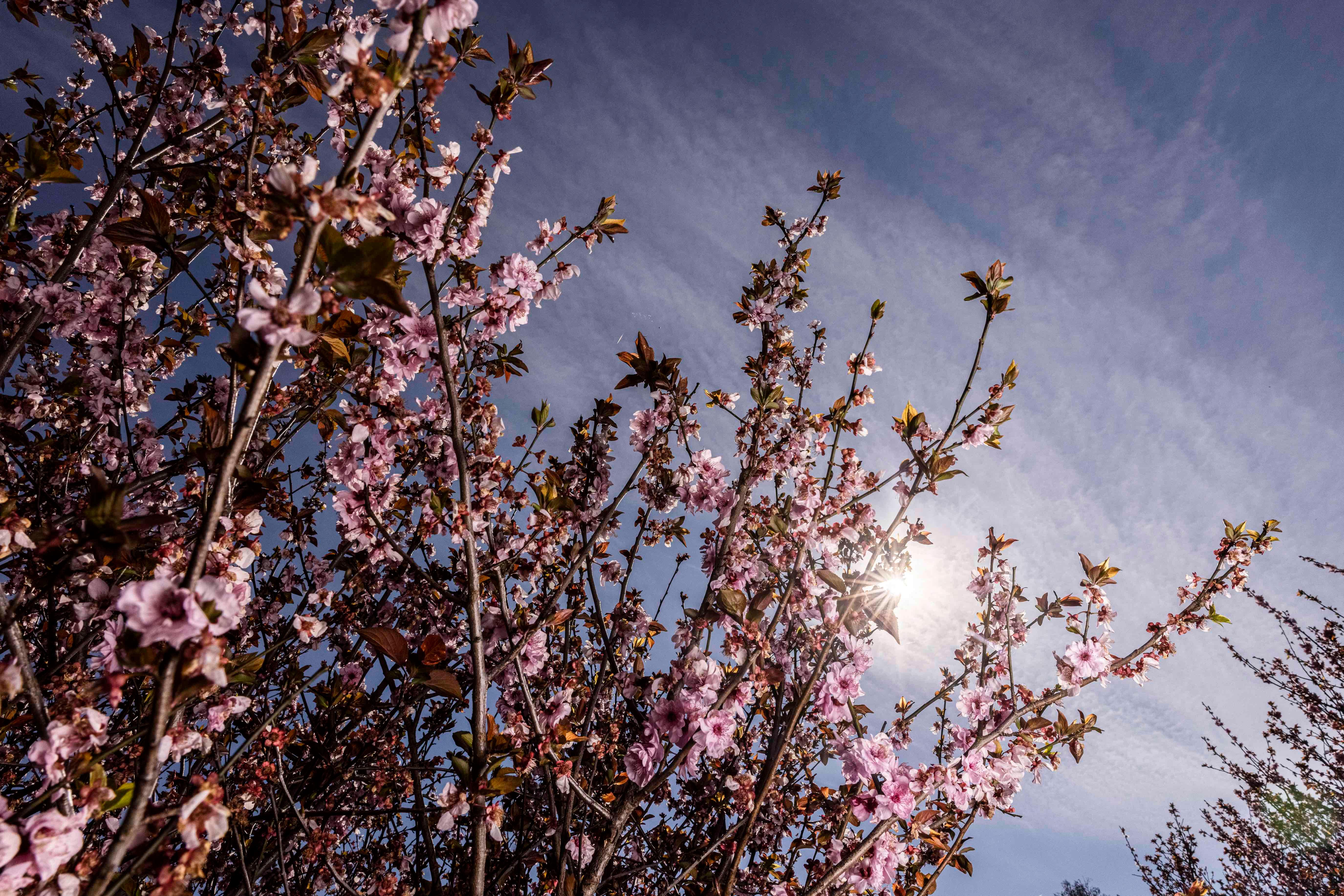 Cherry Blossoms in bloom.