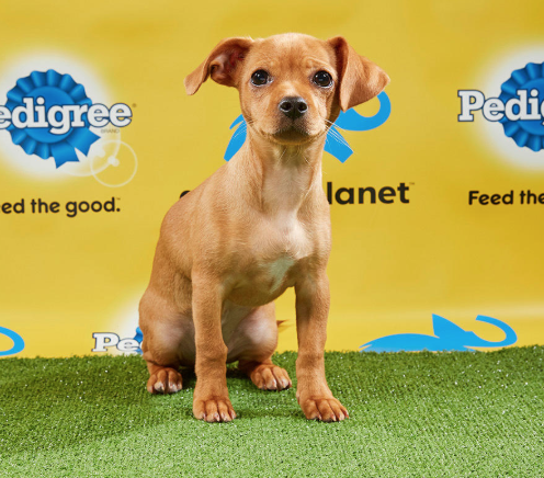 are puppy bowl dogs up for adoption