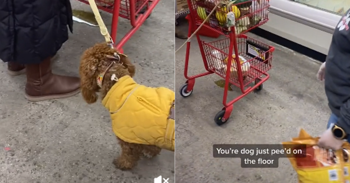 Dog Pees in Trader Joe's