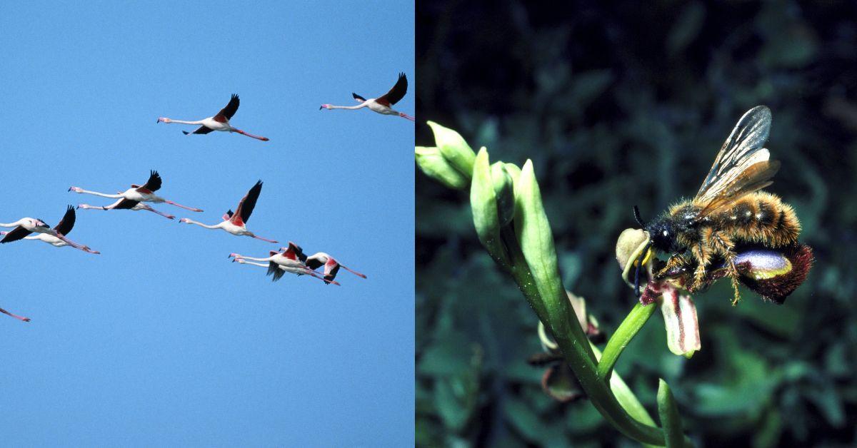 Split photo of birds flying on the left and a bee pollinating a flower on the right