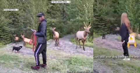 Man Warns Dog Owner About Going off Leash Around Elk