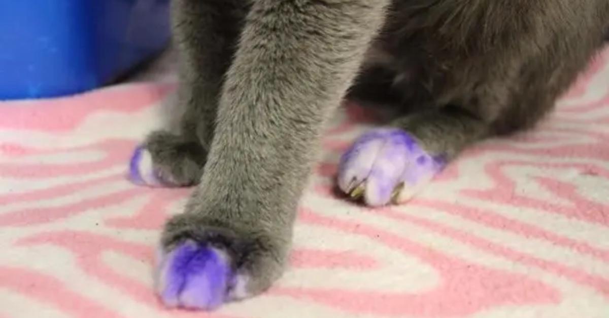 A stray cat with purple paws.