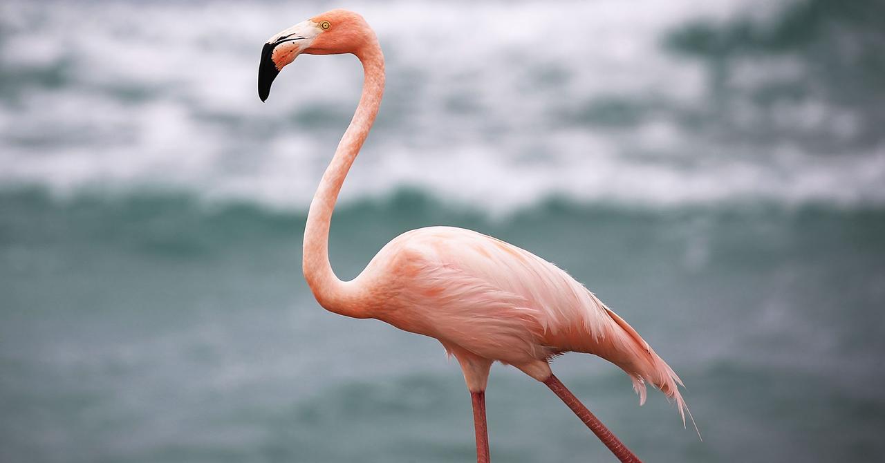 Why Do Flamingos Stand on One Leg? The Answer Is Simple