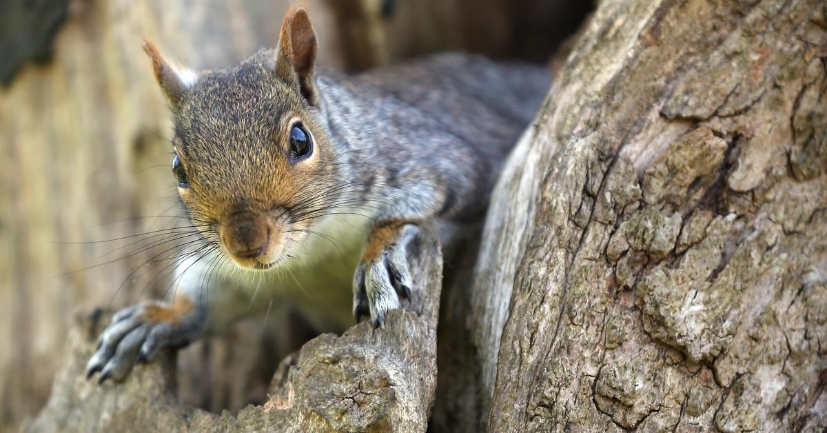 bubonic plague squirrel