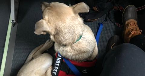 coffeespoonie-service-dog-dovi-1579619458536.jpeg