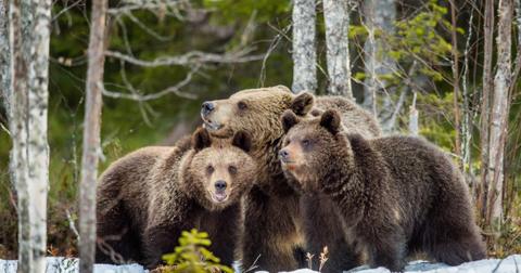 A brown bear family in the woods