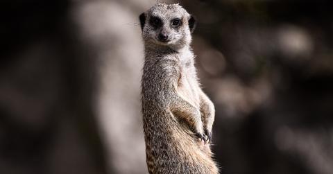 Meerkat at the Edinburgh Zoo.