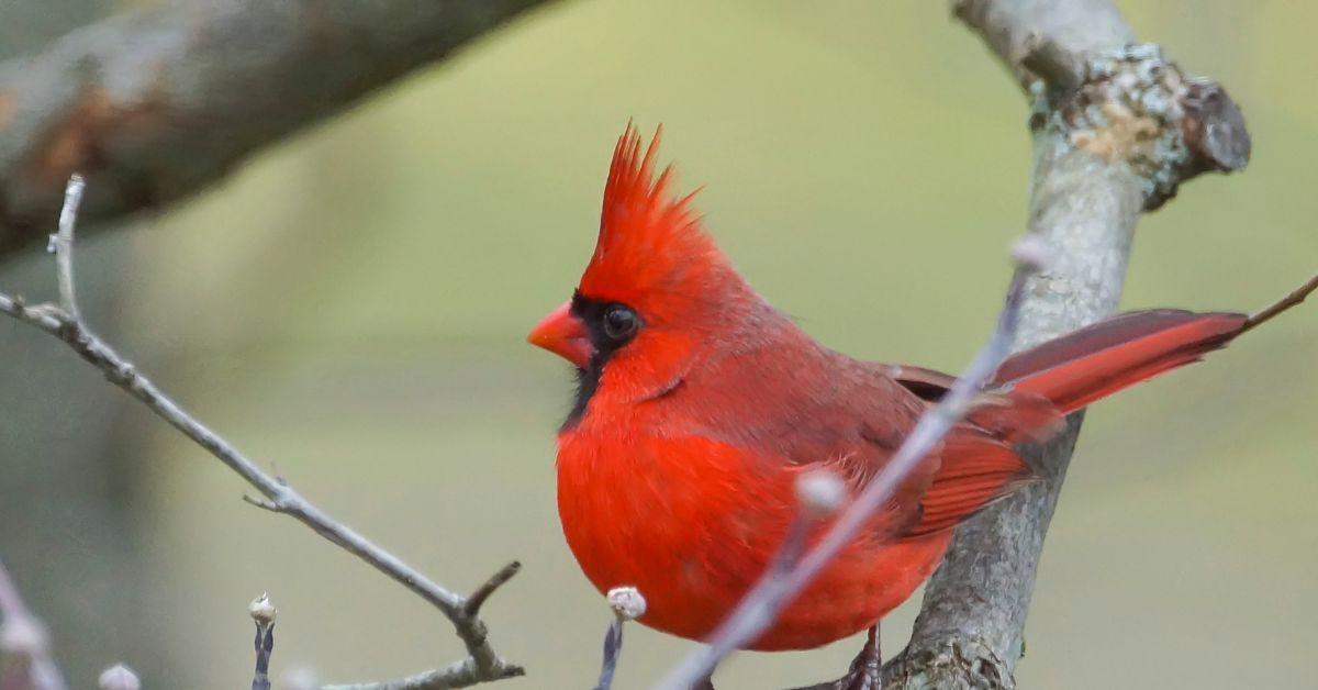 Red cardinal perched on a tree