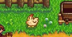 Chicken 'Stardew Valley'