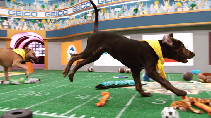 are puppy bowl dogs up for adoption