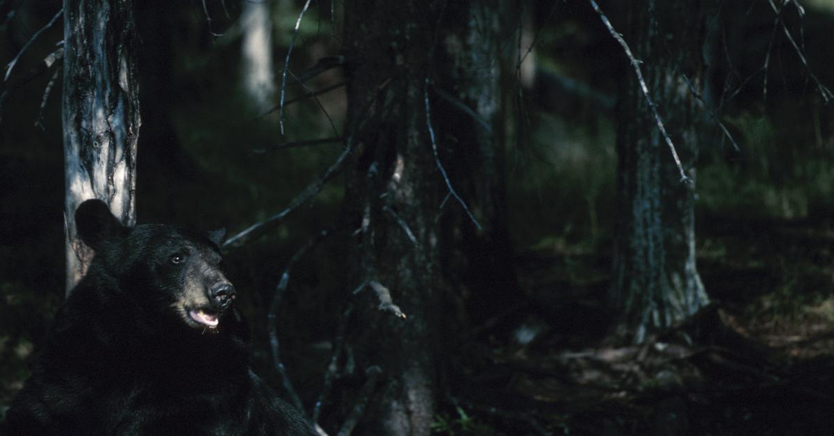 Crni medvjed u šumi