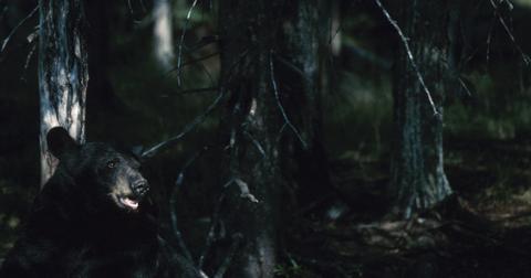 A black bear in the woods