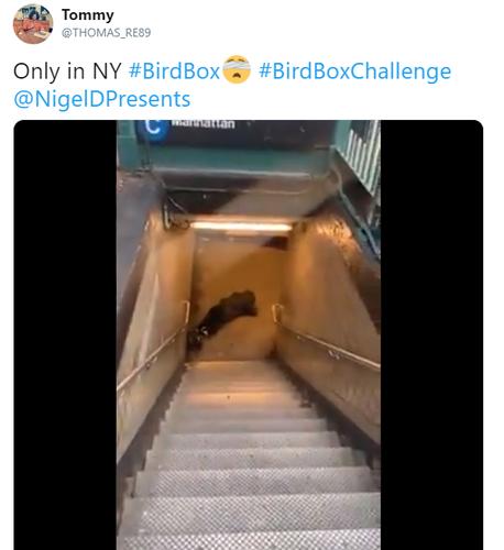 birdbox challenge memes