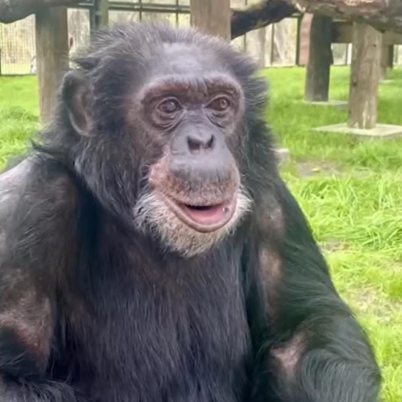 Bubbles the Chimp