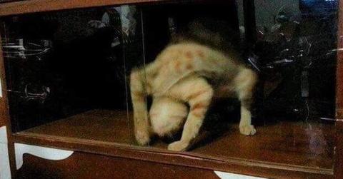 AgYkmHHpHlhrurClI_UuKNzrcixppu pII