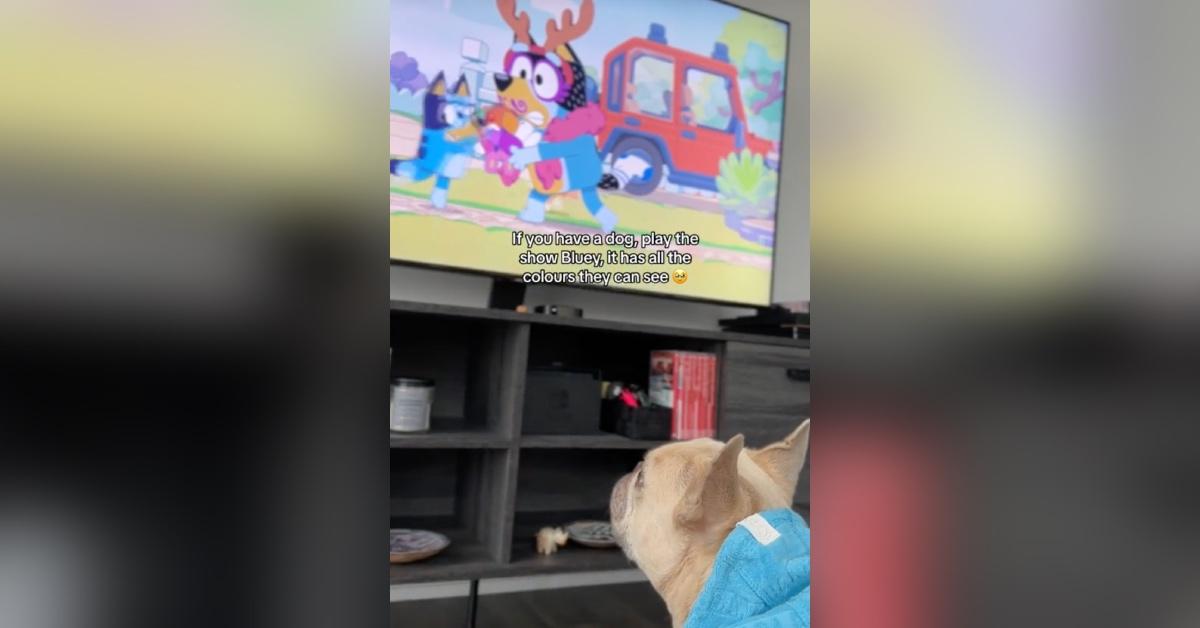 Kygo the dog watching Bluey