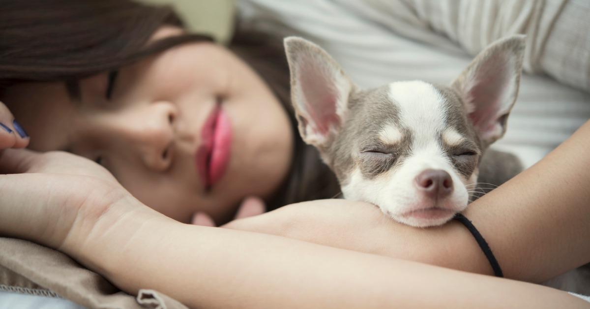 ralaxation concept beautiful woman sleeping with her cute dog on bed picture id