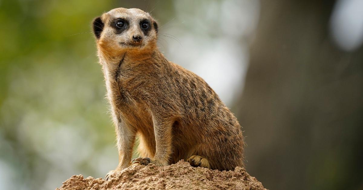 Meerkat