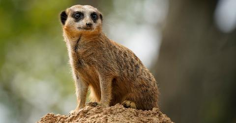 Meerkat