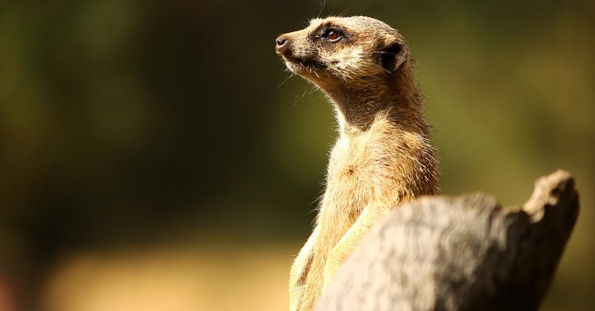 Meerkat at the Taronga Western Plains Zoo.