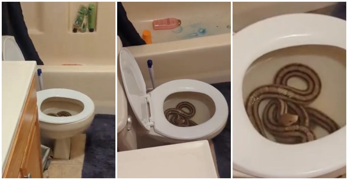 Woman Discovers 5Foot Snake Inside Her Toilet