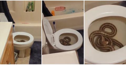 Woman Discovers 5-Foot Snake Inside Her Toilet