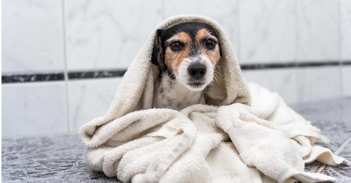 jack russell terrier little dog sits wrapped in bath towel after on picture id