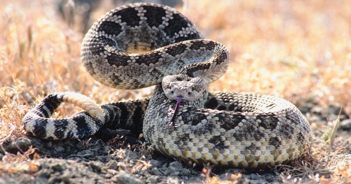 coiled snake