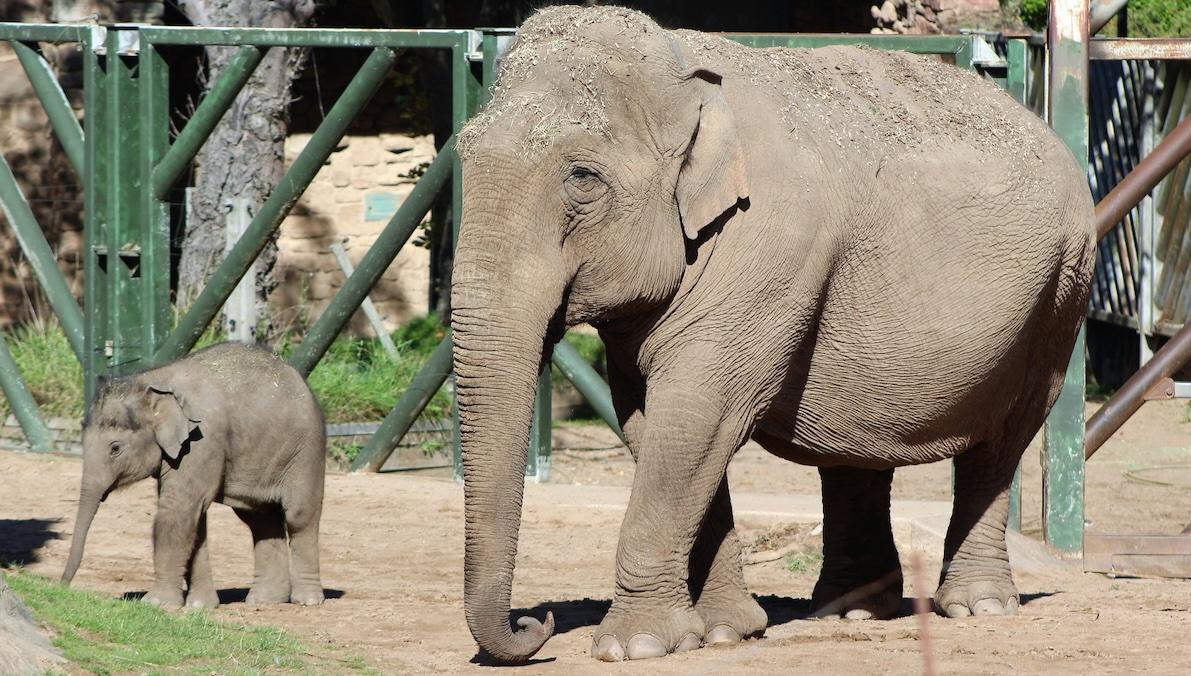 elephants zoo