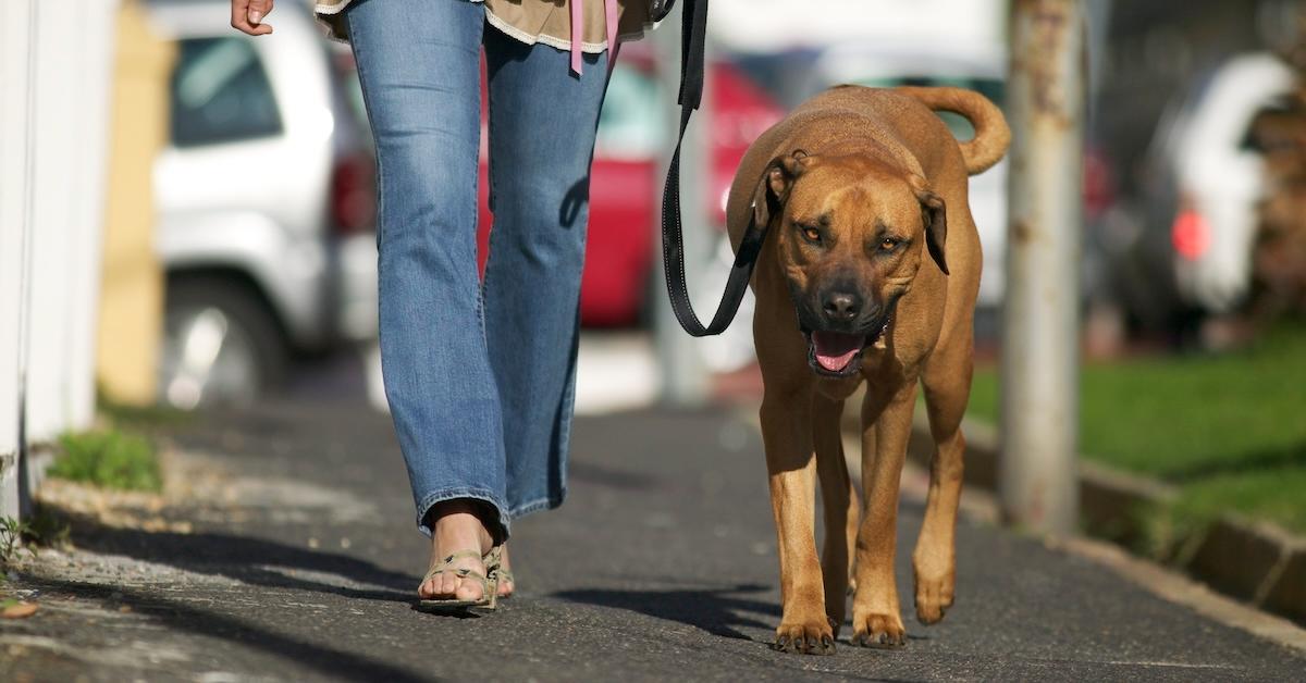 Woman walking big dog