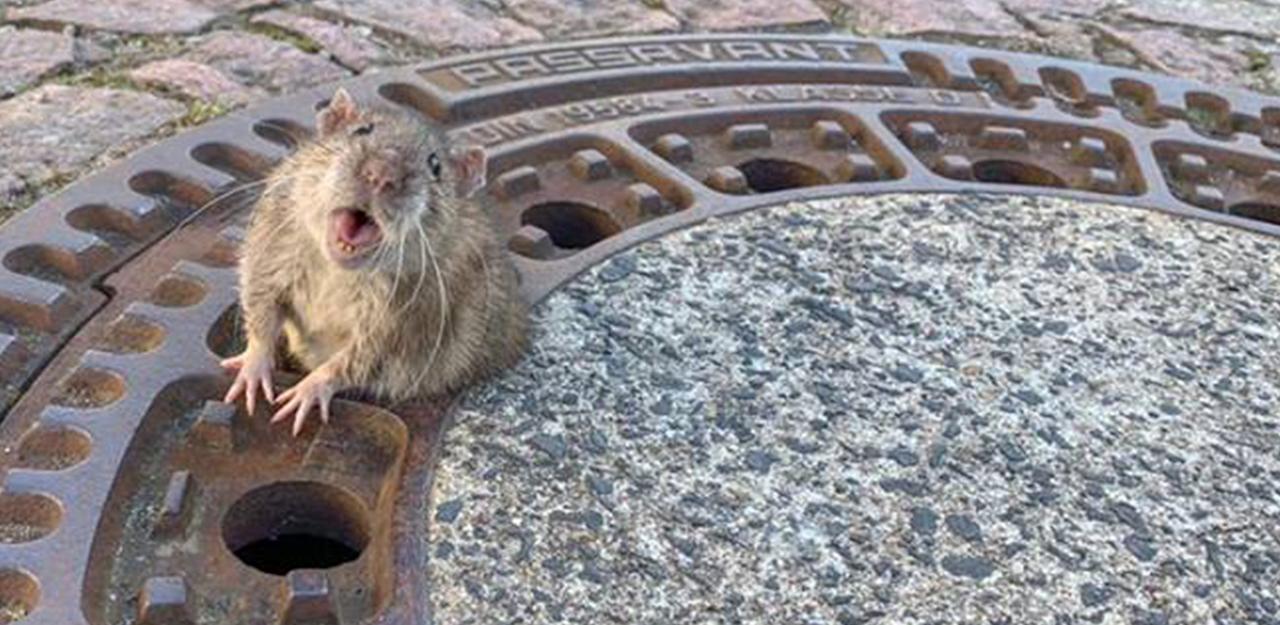 Chubby Rat Rescued After Getting Stuck In Sewer Grate