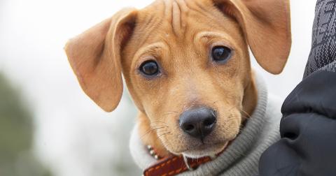 how old is a dog in 1 year