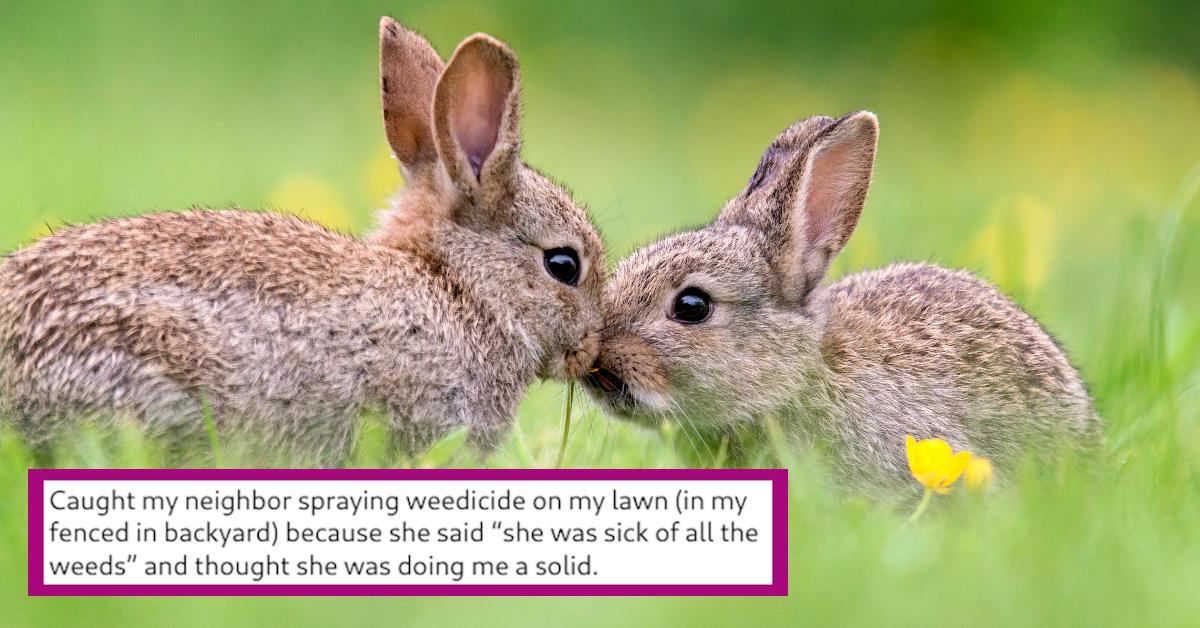 Petty Woman Sprays Weed Killer on Neighbor's Lawn, Murders Rabbits