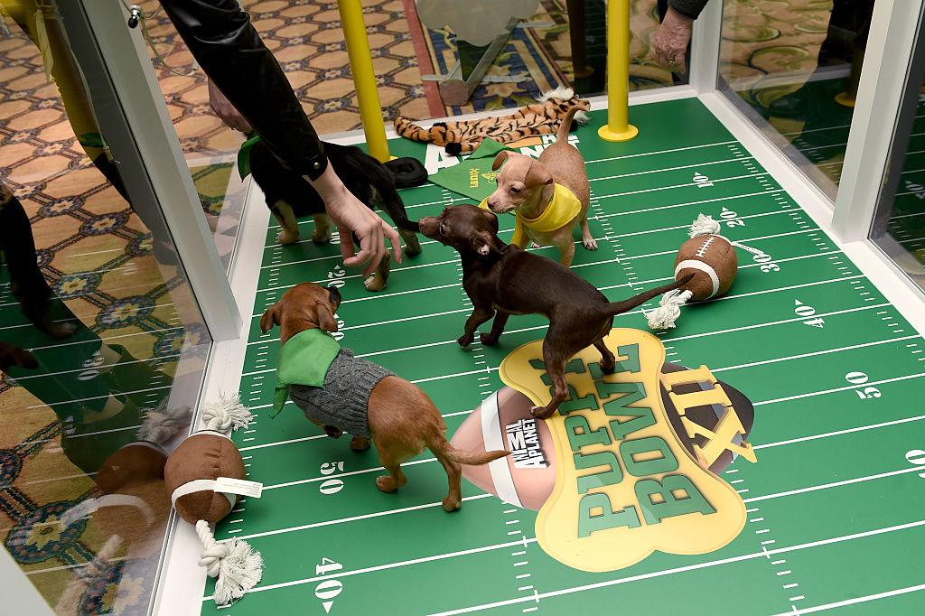 Are the Puppy Bowl Dogs Up for Adoption? Everything You Need to Know