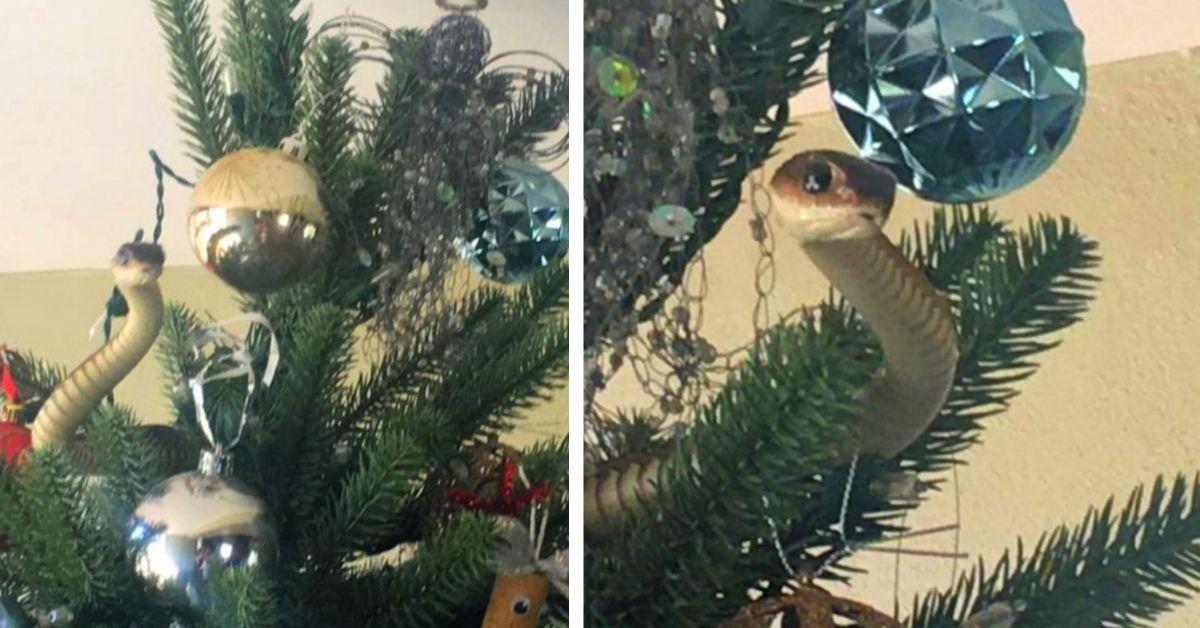 How Did That Venomous Snake Get Inside That Family's Christmas Tree