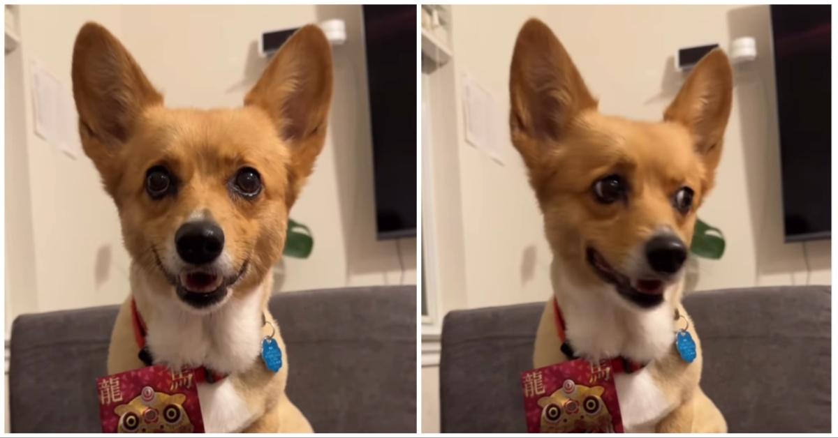 NBA Finals Prediction Dog Chooses the Winner