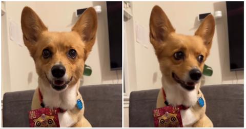 NBA Finals Prediction Dog Chooses the Winner