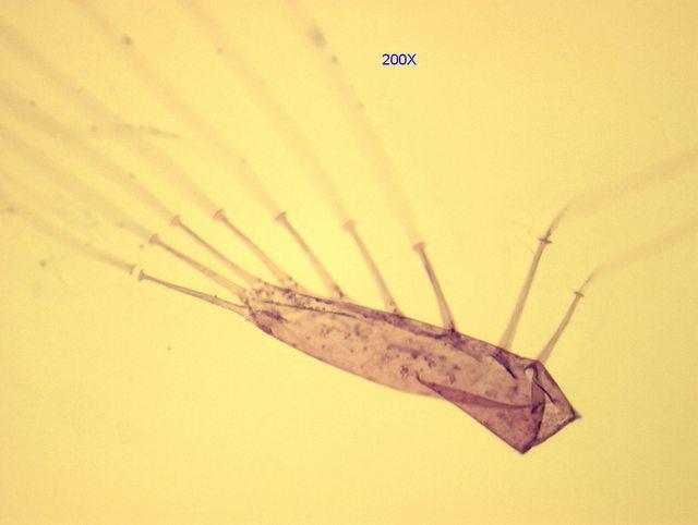 copepod