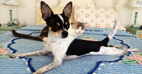20-animal-photobomb-1559573739012.jpg